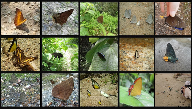 Catching butterflies in Cameron Highlands tropical rainforest