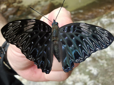 Butterfly photography in natural habitat