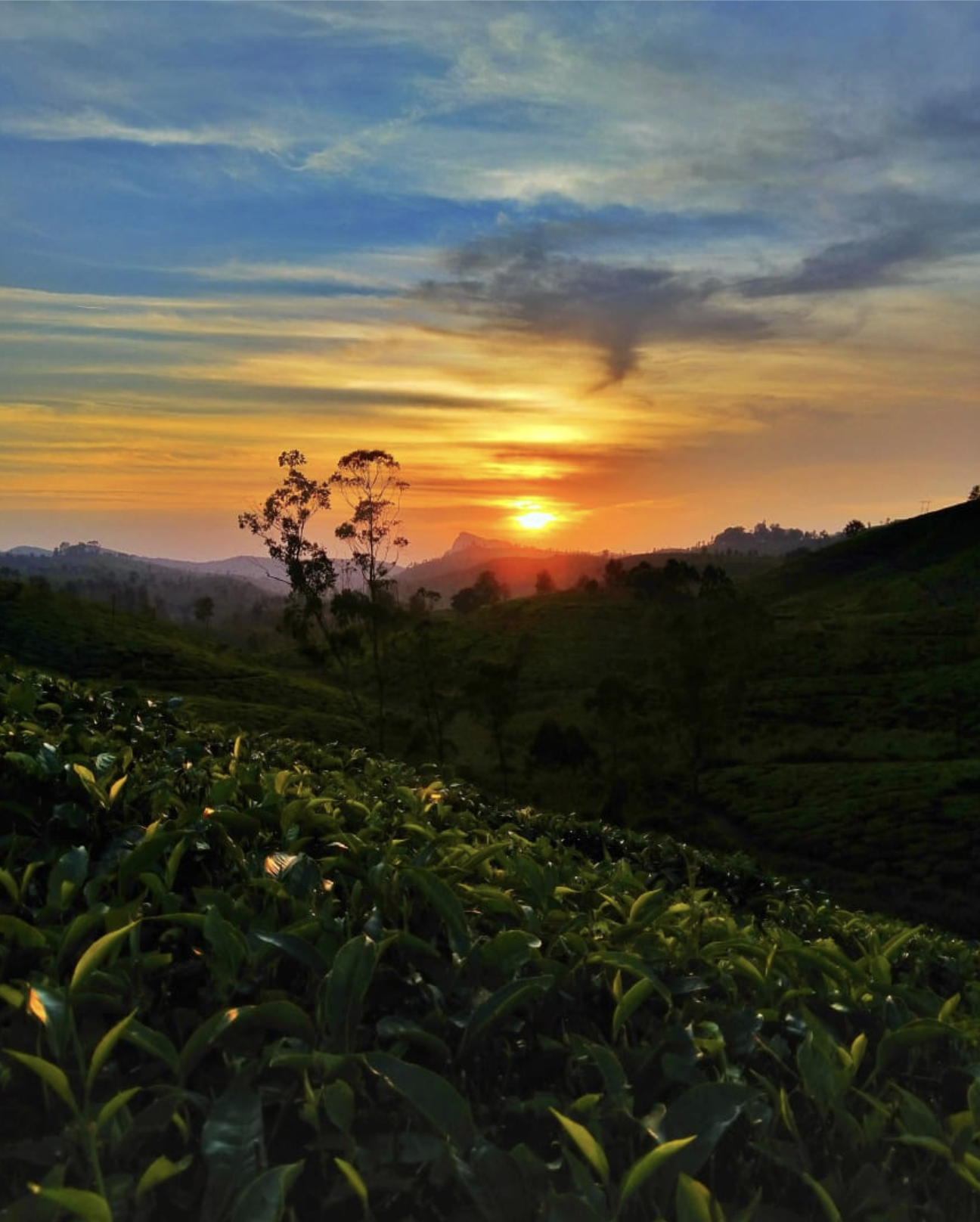 Sunrise over tea plantation Cameron Highlands
