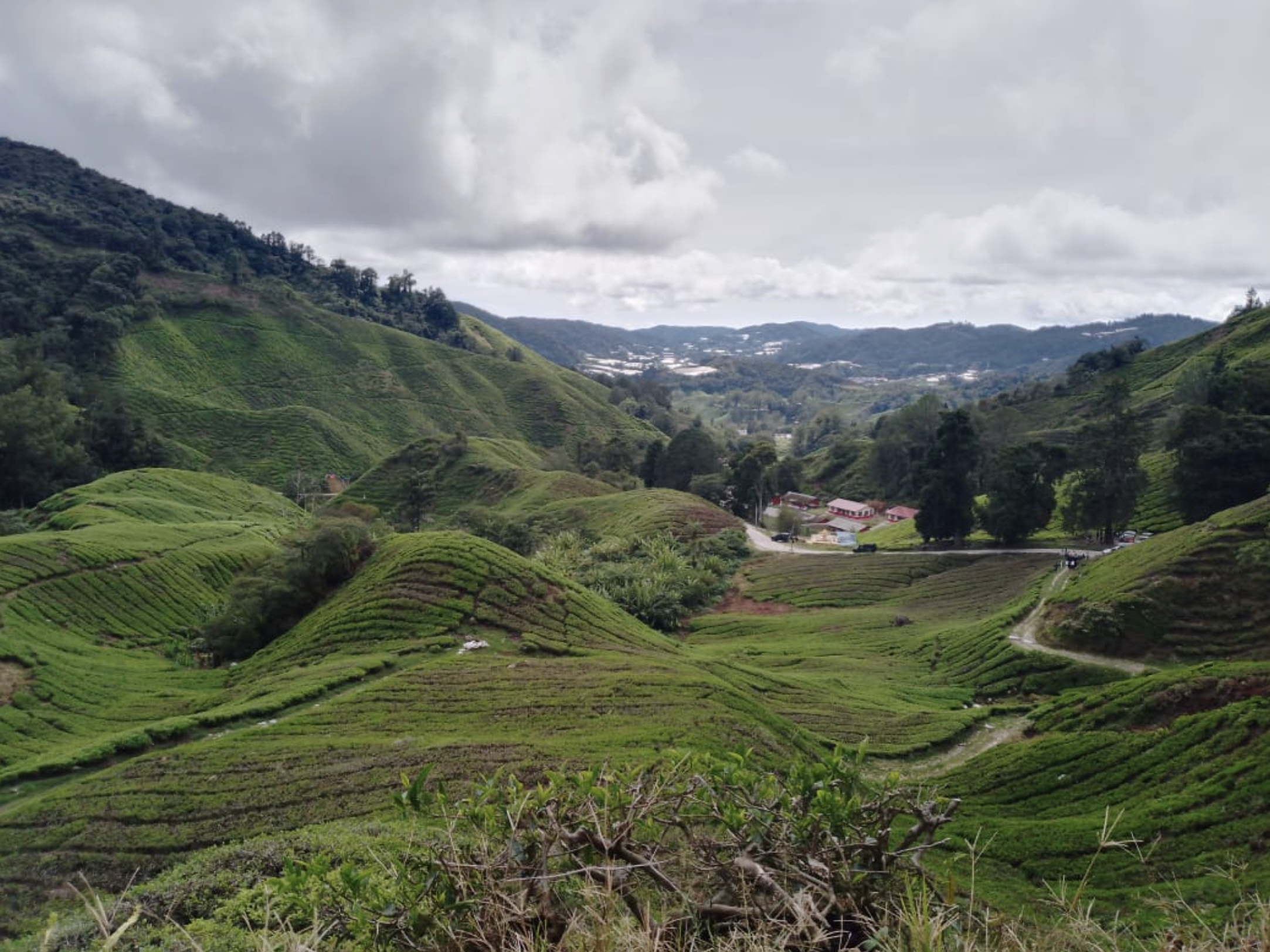 BOH tea plantation rolling green hills panorama