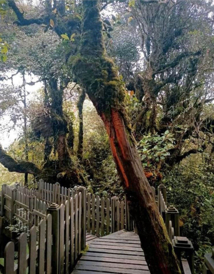 Mossy forest boardwalk with ancient trees